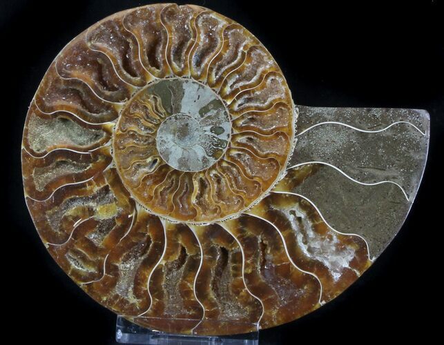 Agatized Ammonite Fossil (Half) #37059